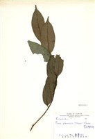 藏品(黑星櫻(墨點櫻桃))的圖片